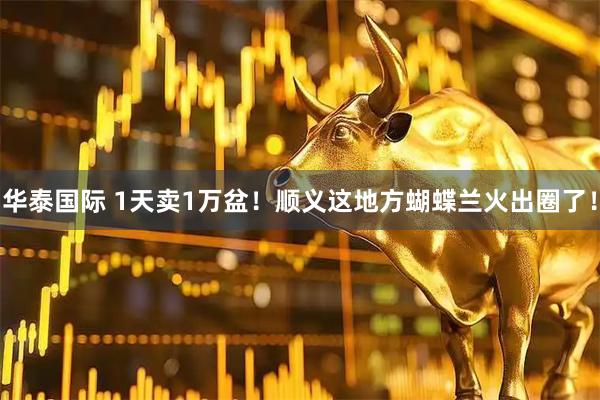 华泰国际 1天卖1万盆！顺义这地方蝴蝶兰火出圈了！